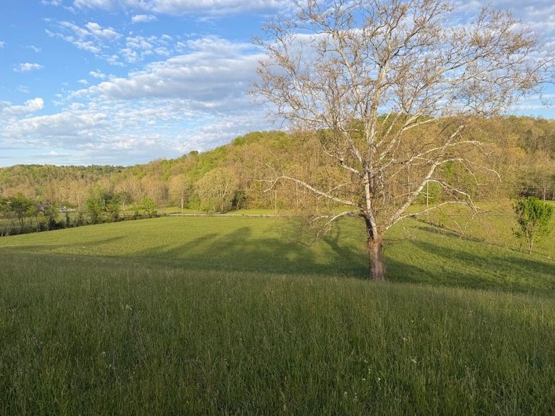 002 Evening light settling over the pasture with a mature sycamore at its center-2