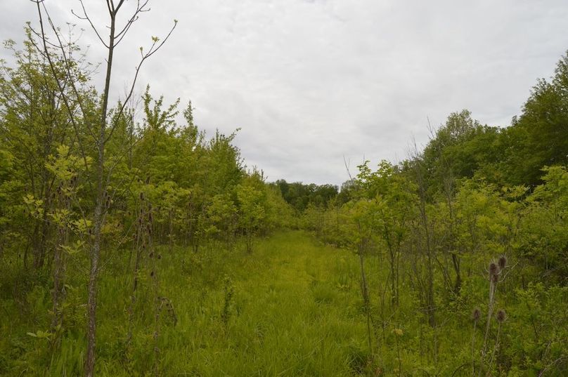 Trail thru new growth area