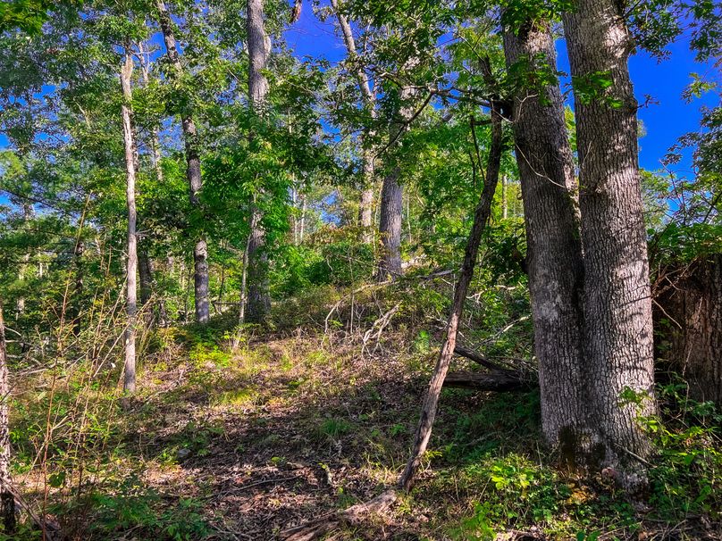 Calhoun, WV 101.8 AC Holly -16