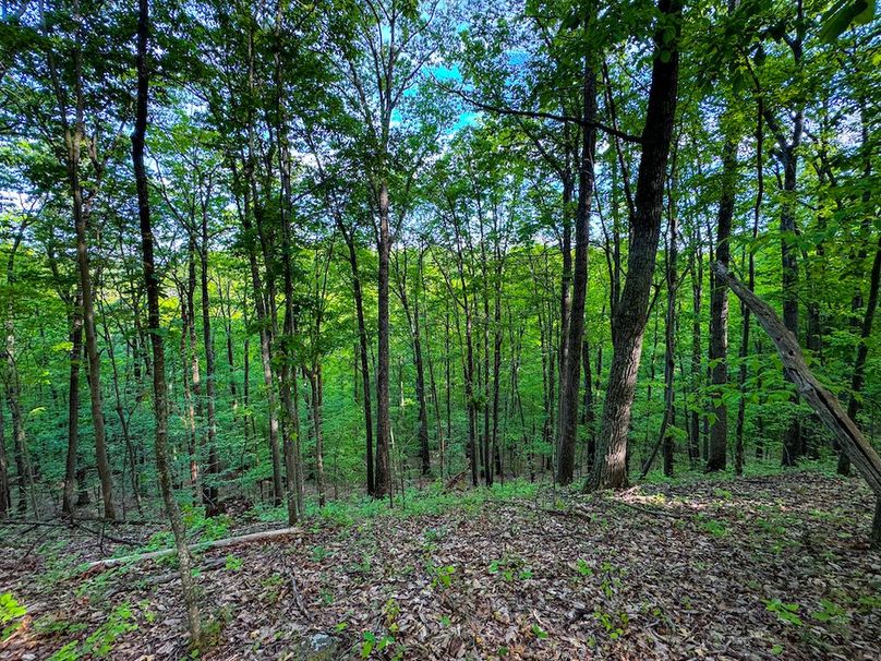 Wirt, WV 145.69 AC 273 Wildflower-30