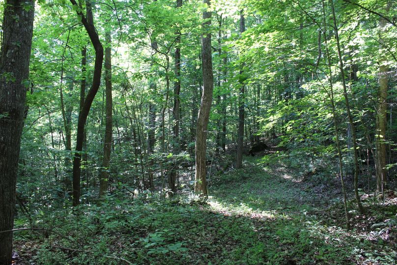 004 good trail leading from the west part of the property toward the stream in the eastern portion