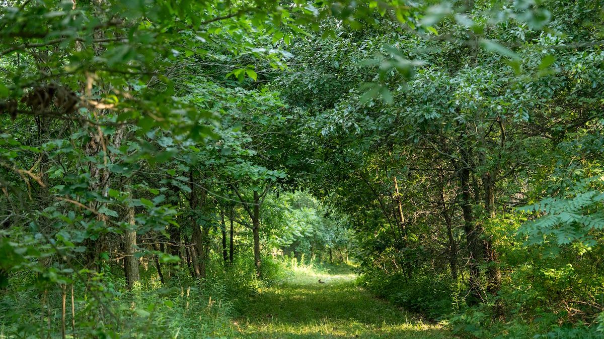 Secluded Hunting Property With A Proven Track Record Of Quality