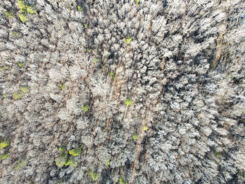 dji_fly_20240129_092204_767_1706538186437_photo