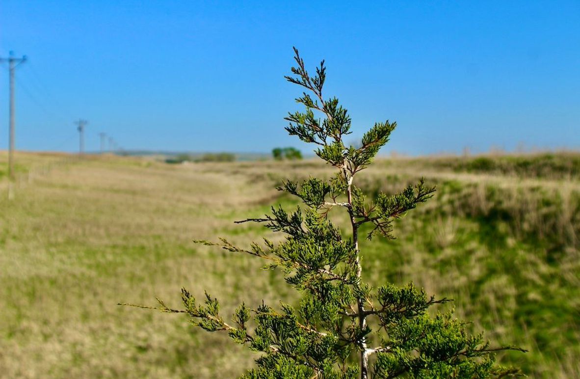 Cedar_Tree(1)