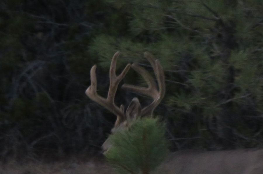 4x4 buck