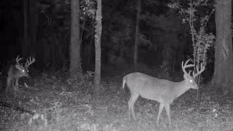 Tallahatchie 847 Trail Cam (JPG)-17