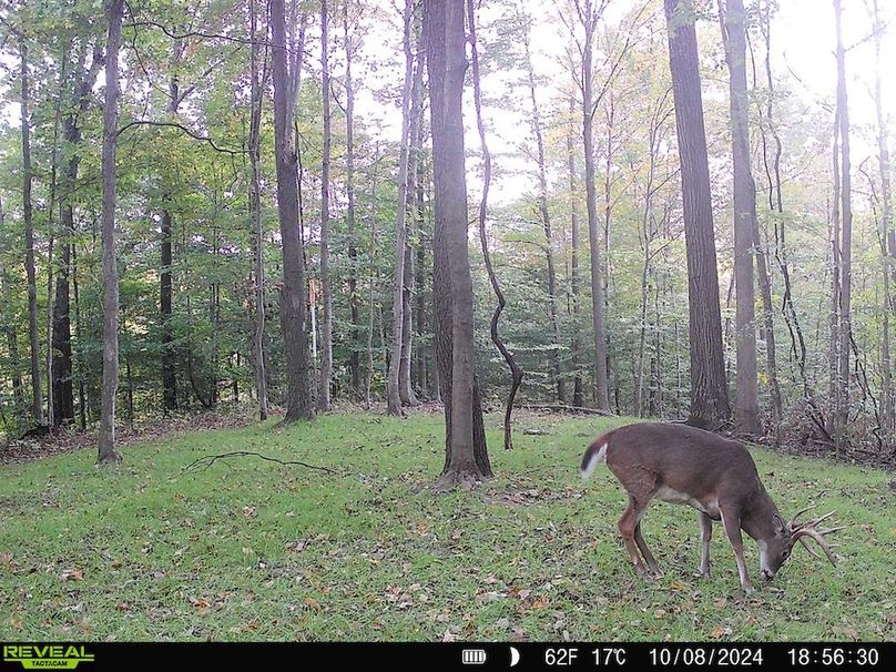 Trail Cam.31
