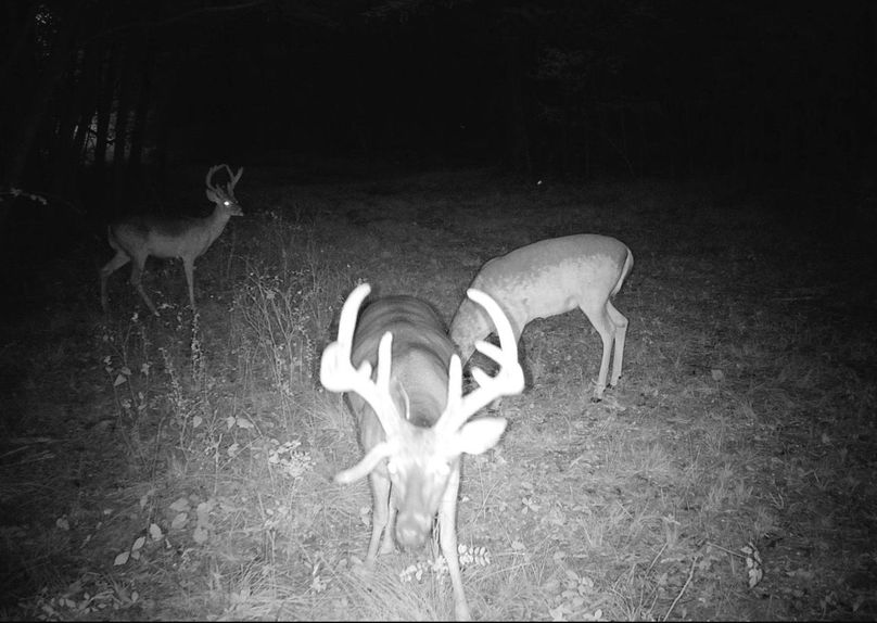 Copy of Clay 374.13 Trail Cam Photo-1 Large