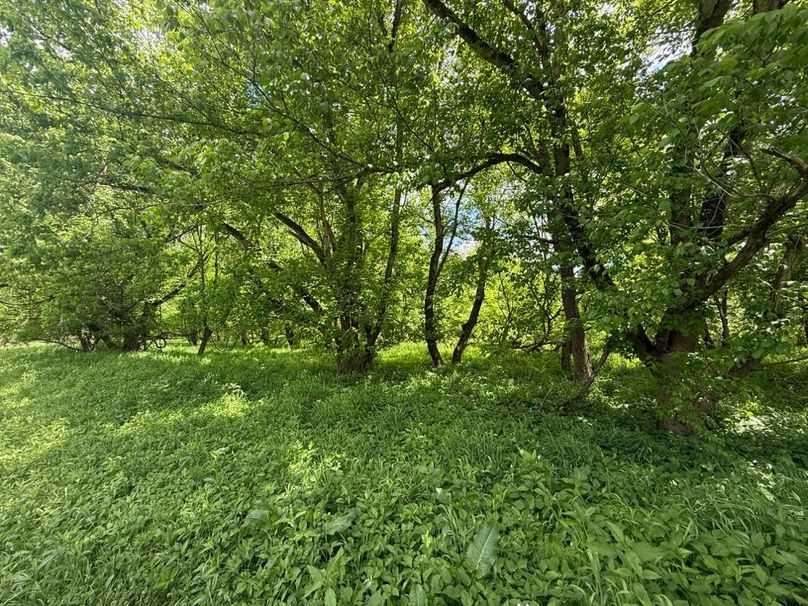 011 wooded area along the creek