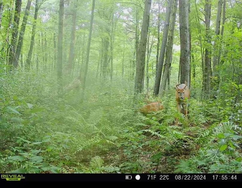 Monroe 50trailcam - 4