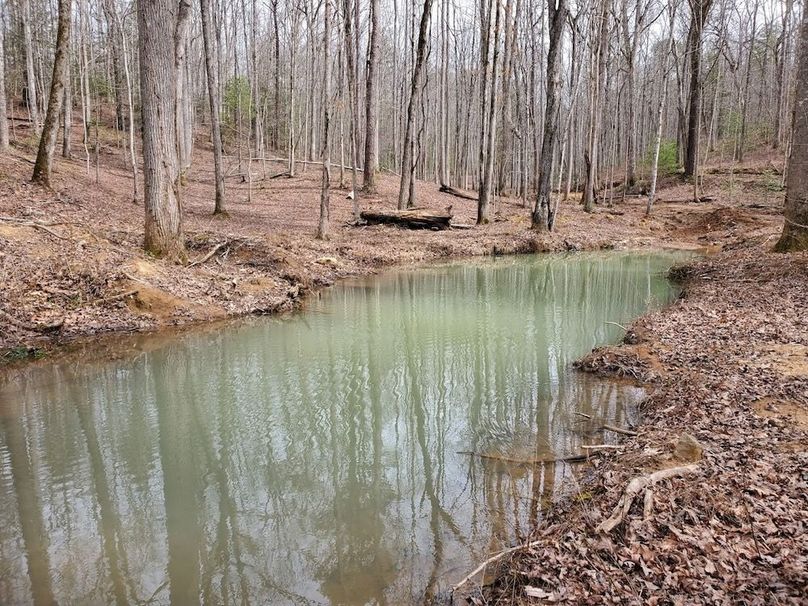 Springs and Pond-Expansion underway