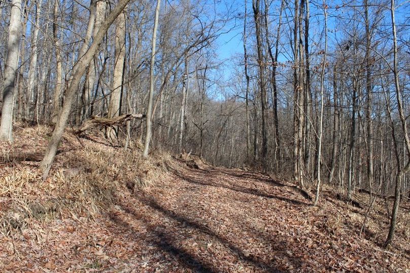 039 the trail system is so good on this tract, just had to show another