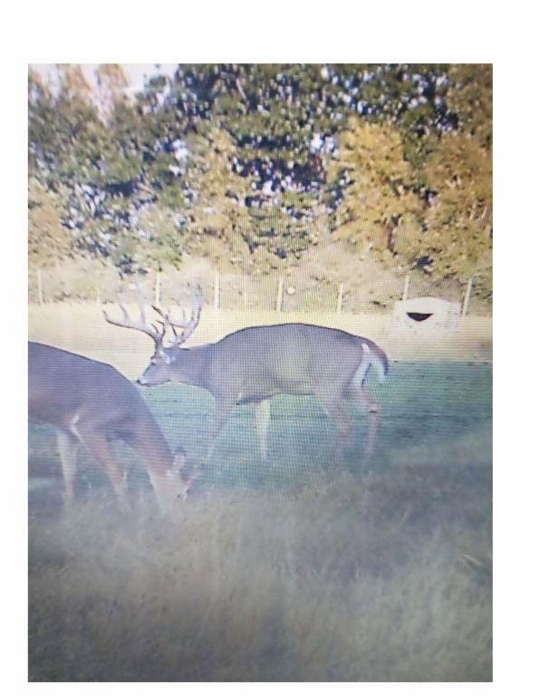BANNISTER PICS - TRAIL CAM AND 2022 HUNTS (1)_Page_04