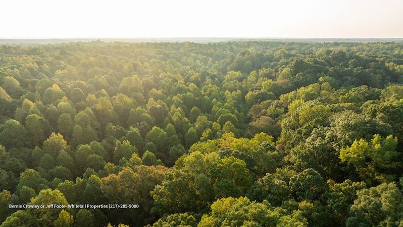 Tallahatchie 847 Messina-83