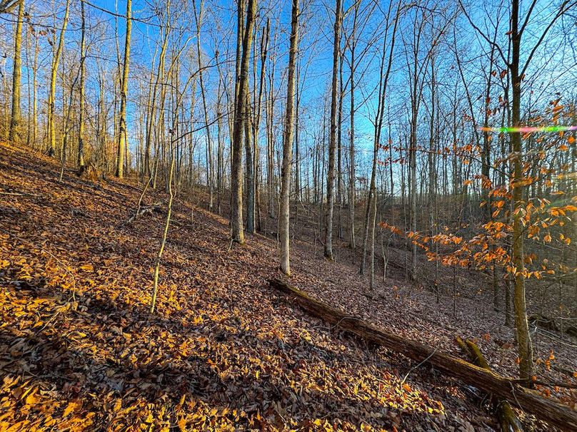 Roane, WV 100.12 AC Tree Line-31