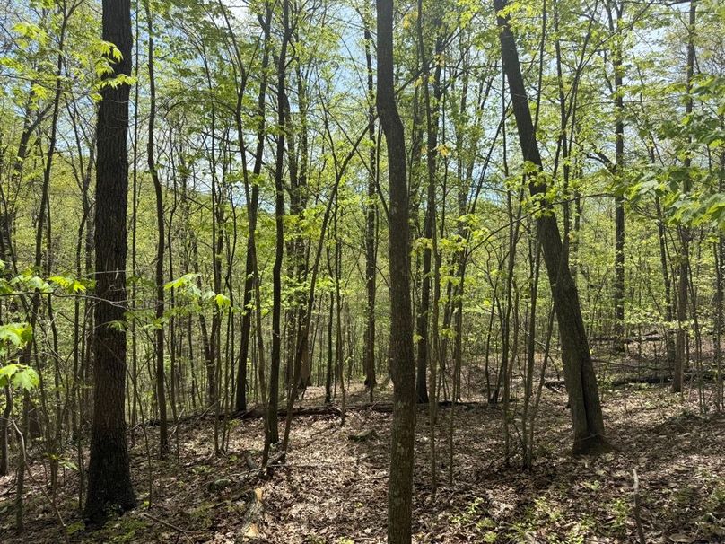 016 what a beautiful mountain forested point