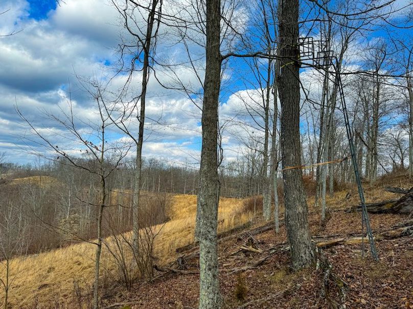 Doddridge, WV 79.08 AC Adams-51