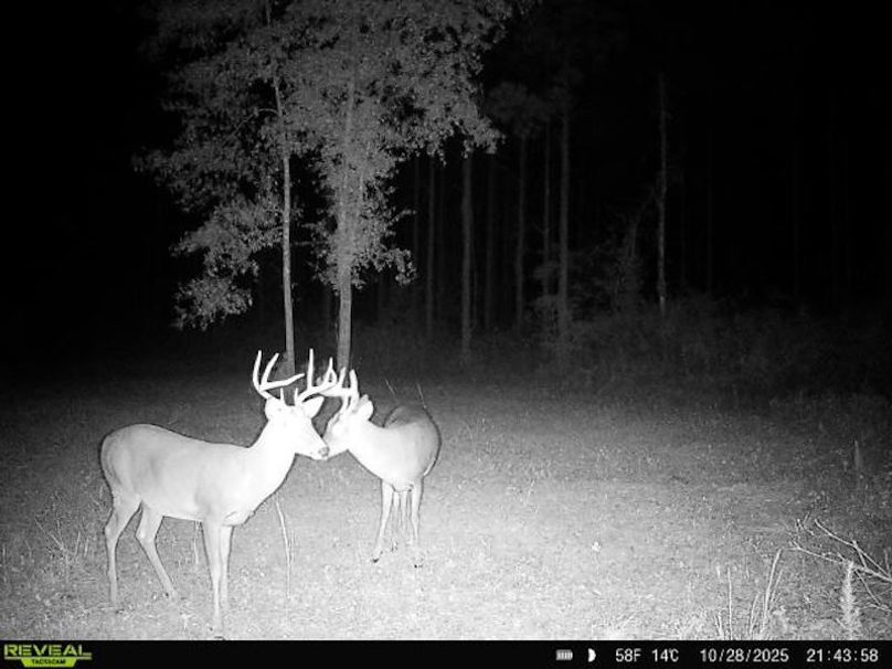 868032065110607-100-2-10282025214358-W1030419