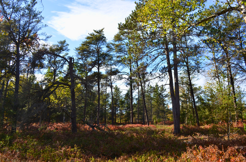 Screenshot 2025-11-14 at 11.10.28 AM