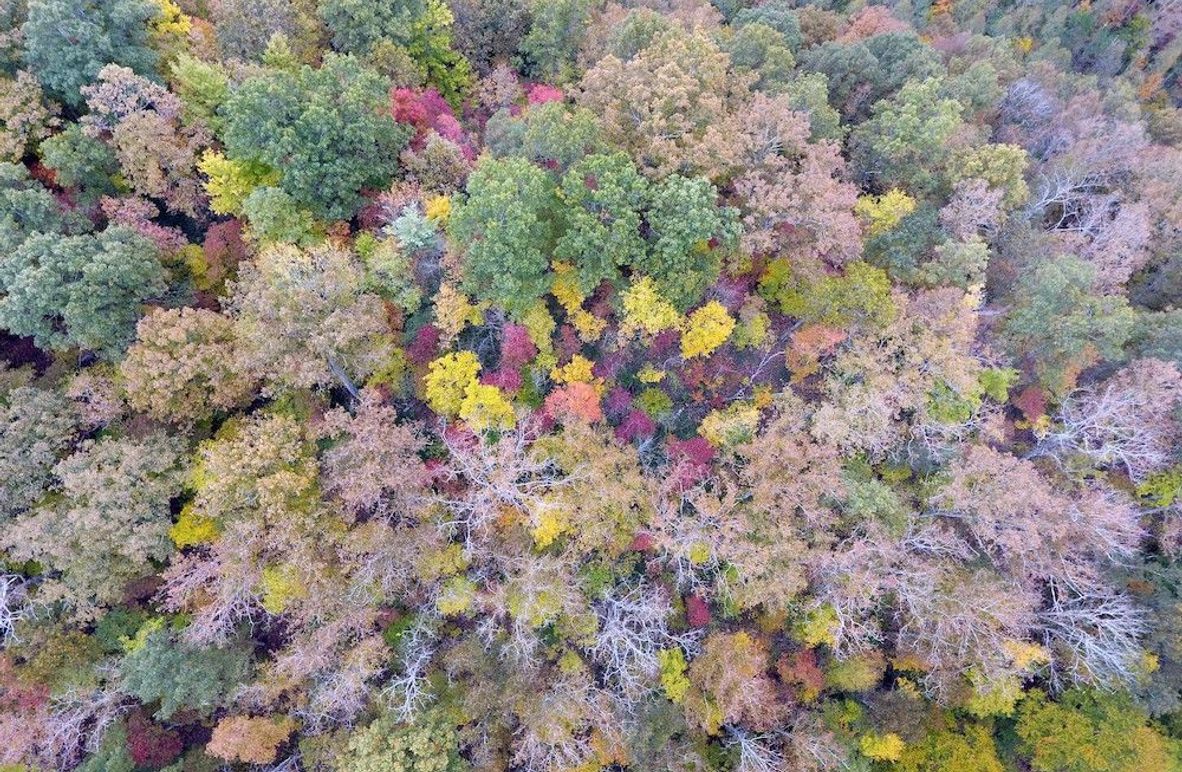 006 drone shot of the canopy along a secondary ridge toward the center of the property