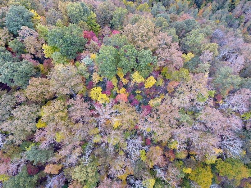 006 drone shot of the canopy along a secondary ridge toward the center of the property