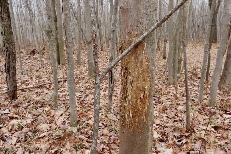 Copy of Copy of IMG_0477