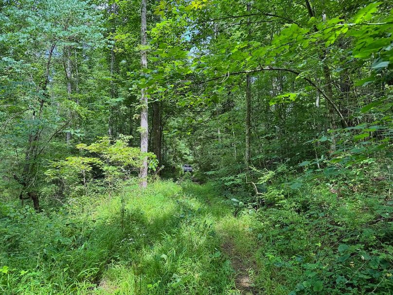 033 internal trail system looking towards the East entrance