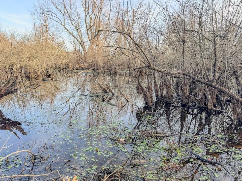 Phillips 8.5 Trahan -26