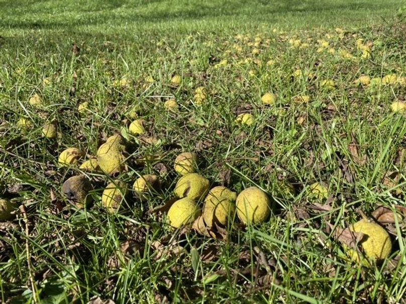 011 my oh my!  Look at all those walnuts!