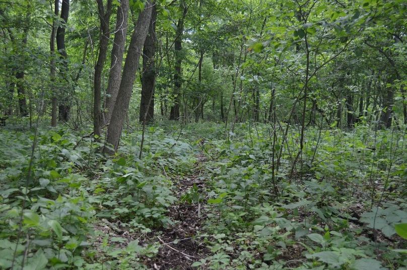 Nice deer trail