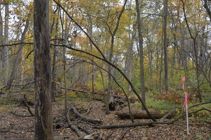 southern property line looking east