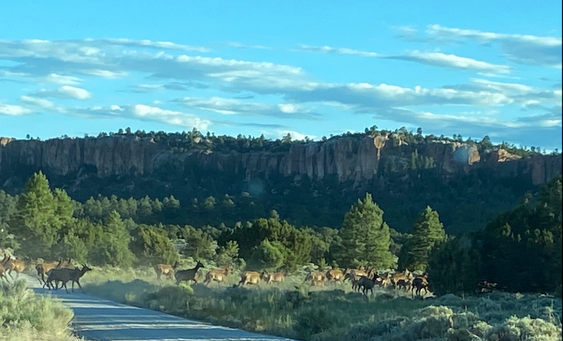 elk crossing road