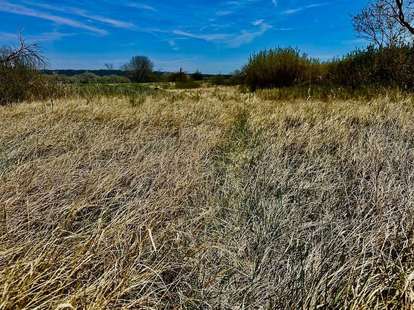 Grass(4)