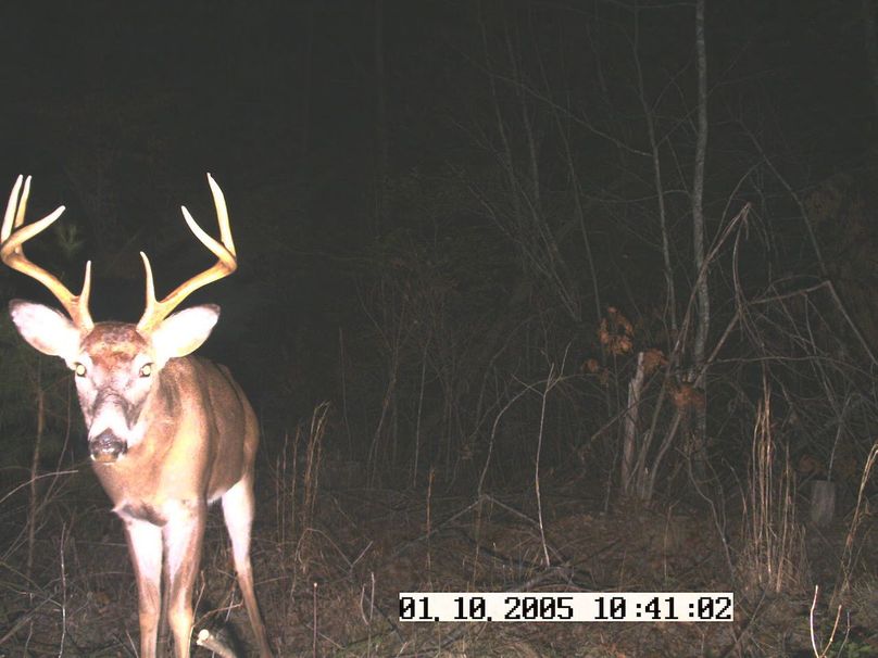 Deer cam 1 1-11-2008 003