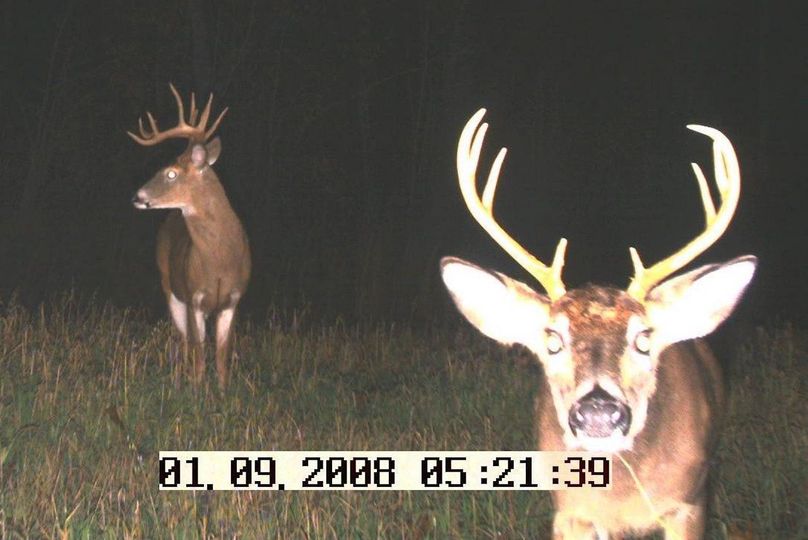 Deer cam 1 1-11-2008 034a