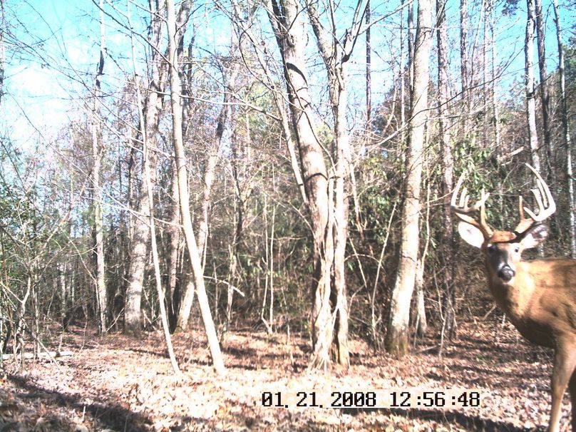 Deer cam 1 2-9-08 052