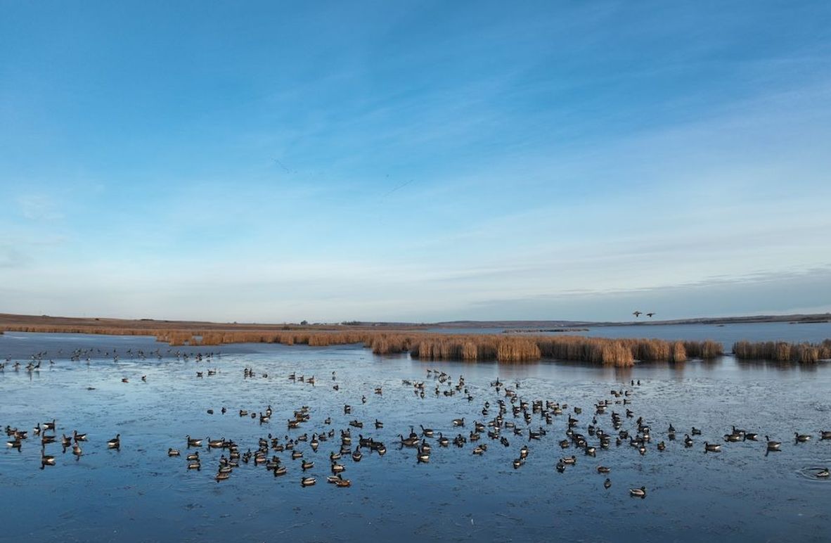 DJI_0257_Waterfowl