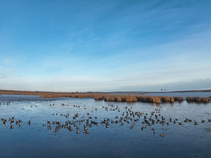 DJI_0257_Waterfowl