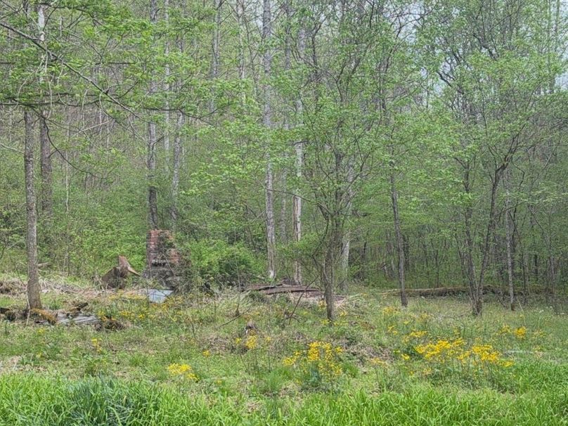 006 Wildflowers at the Old Homesite