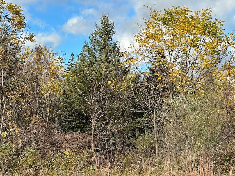 Copy of IMG_4970