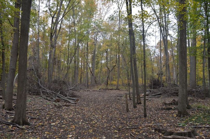 trail leading to food plot