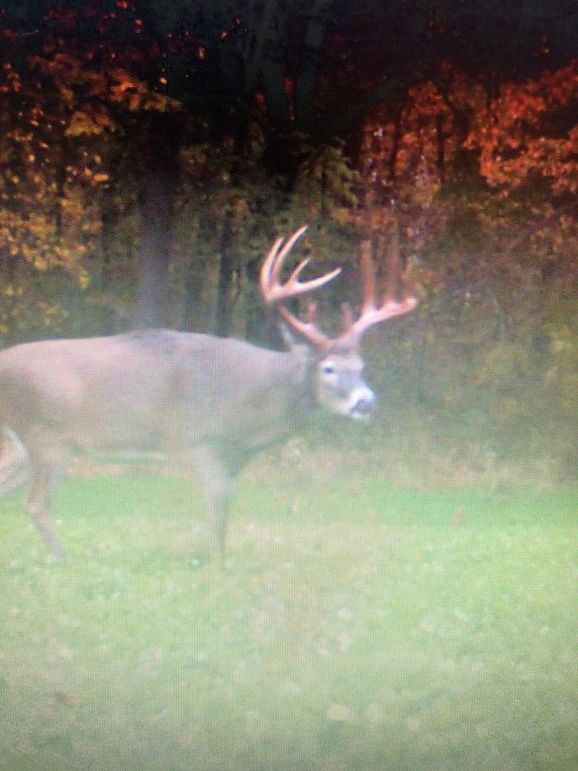 Copy of deer photos.10