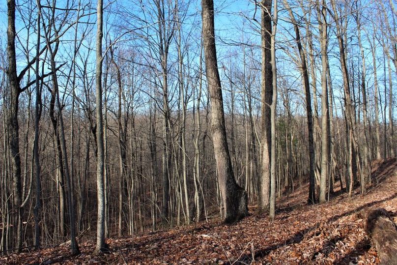 016 hardwood south facing ridge near middle of property
