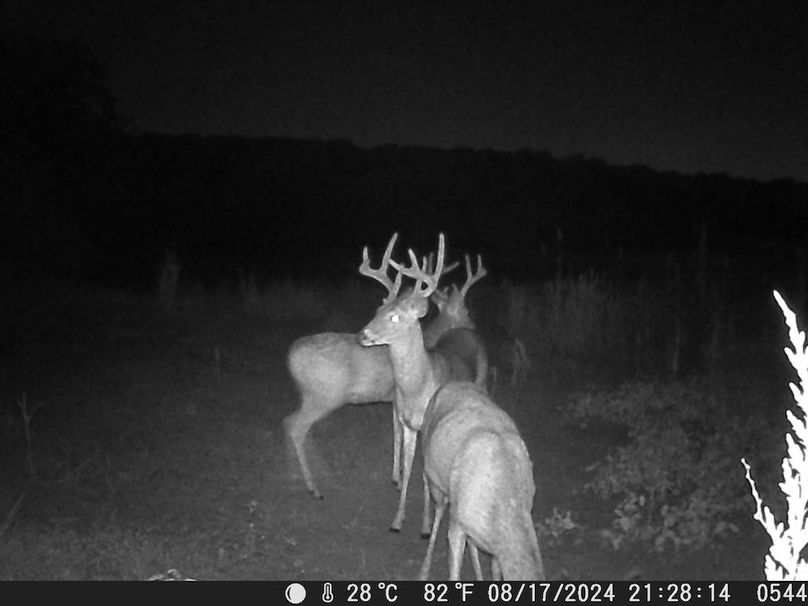 Trail Cam 3