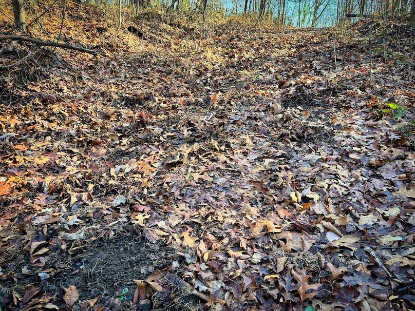 030 fresh Turkey scratchings littered throughout