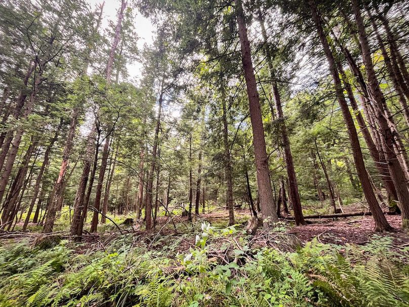 Chemung_60.55_Baumunk_Photos_29