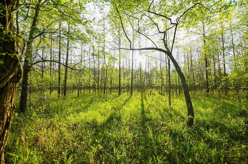 vandalia 450 (2)-2994