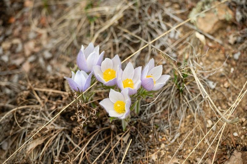 Chaffee CO 66.4 Taylor - 050 Wild Flowers