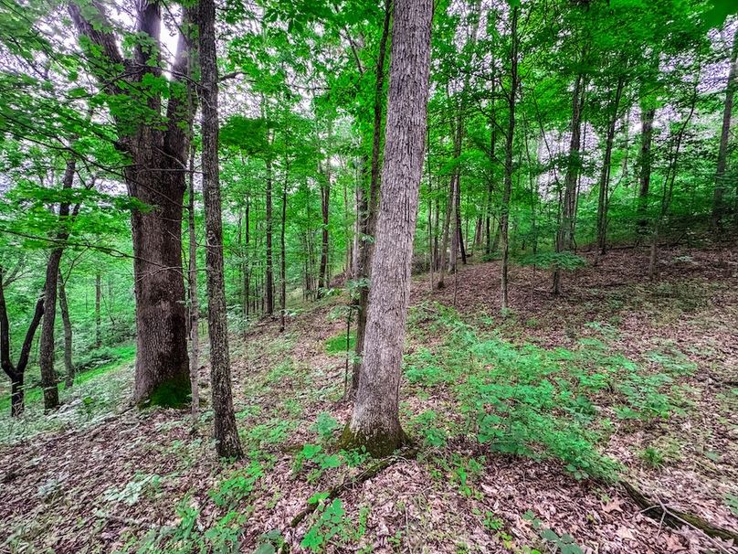 Tyler, WV 313.87 AC -20
