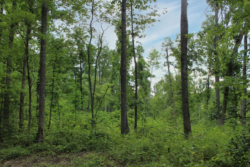 015 reforesting new growth area in the northwest area of the property